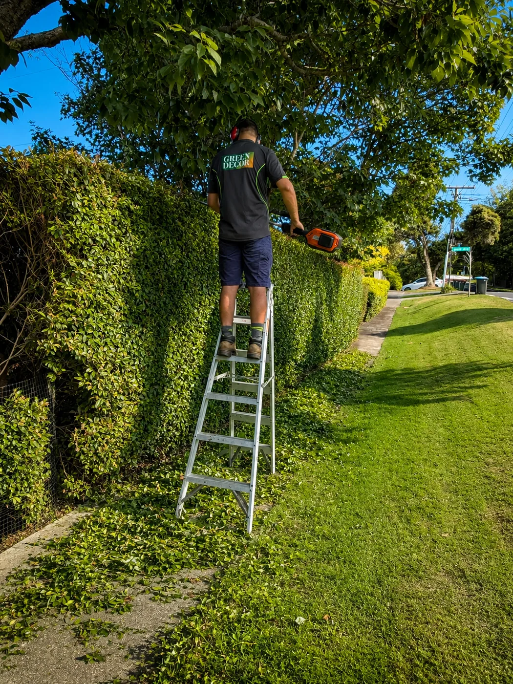 Green Decor crew trimming a tall hedge from a ladder